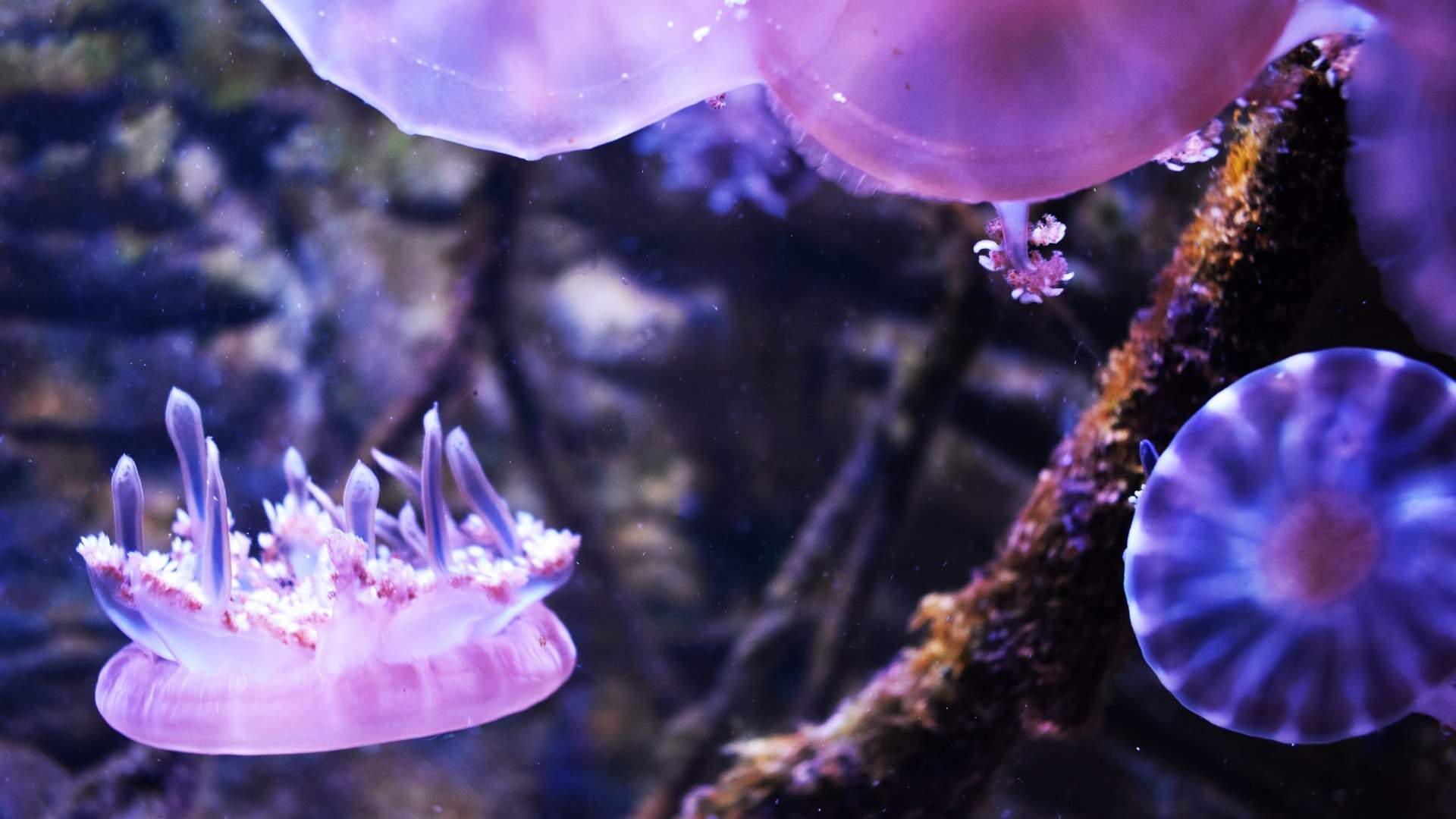 Ocean Invaders Is the Interactive and Luminous New Jellyfish Exhibition Floating Into Melbourne Aquarium