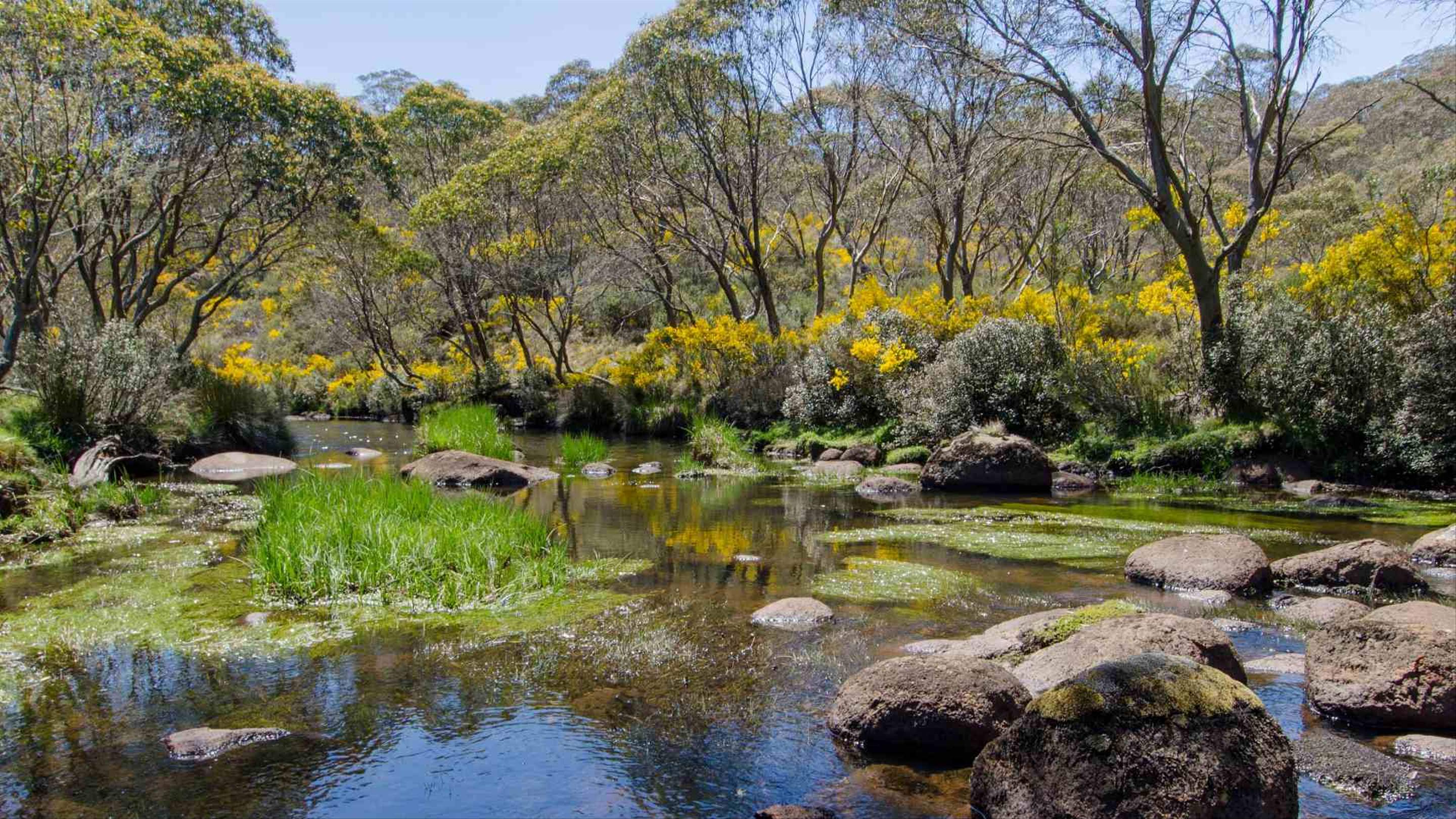 The Best Places to See Wildflowers Around Australia This Spring ...