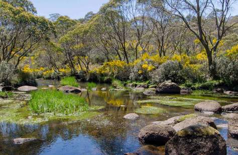 Barrington River