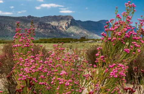 The Best Places to See Wildflowers Around Australia This Spring