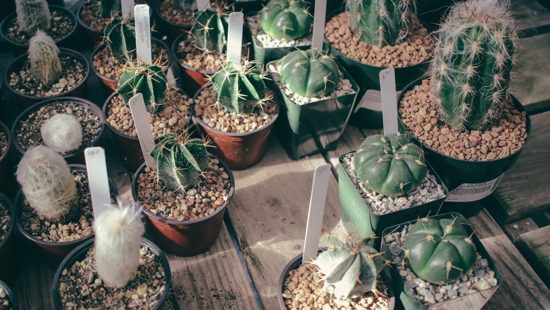 The Best Places to Buy Plants in Wellington