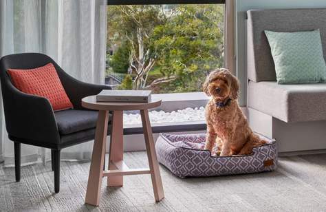 Element Richmond Is the Pet-Friendly Melbourne Hotel That'll Let Your Pooch Stay In Your Room