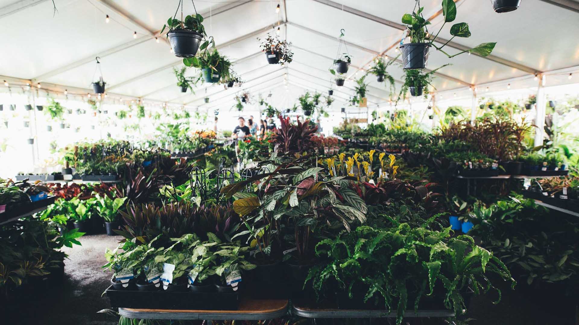 Jungle Collective 'Christmas Bonanza' Indoor Plant Warehouse Sale