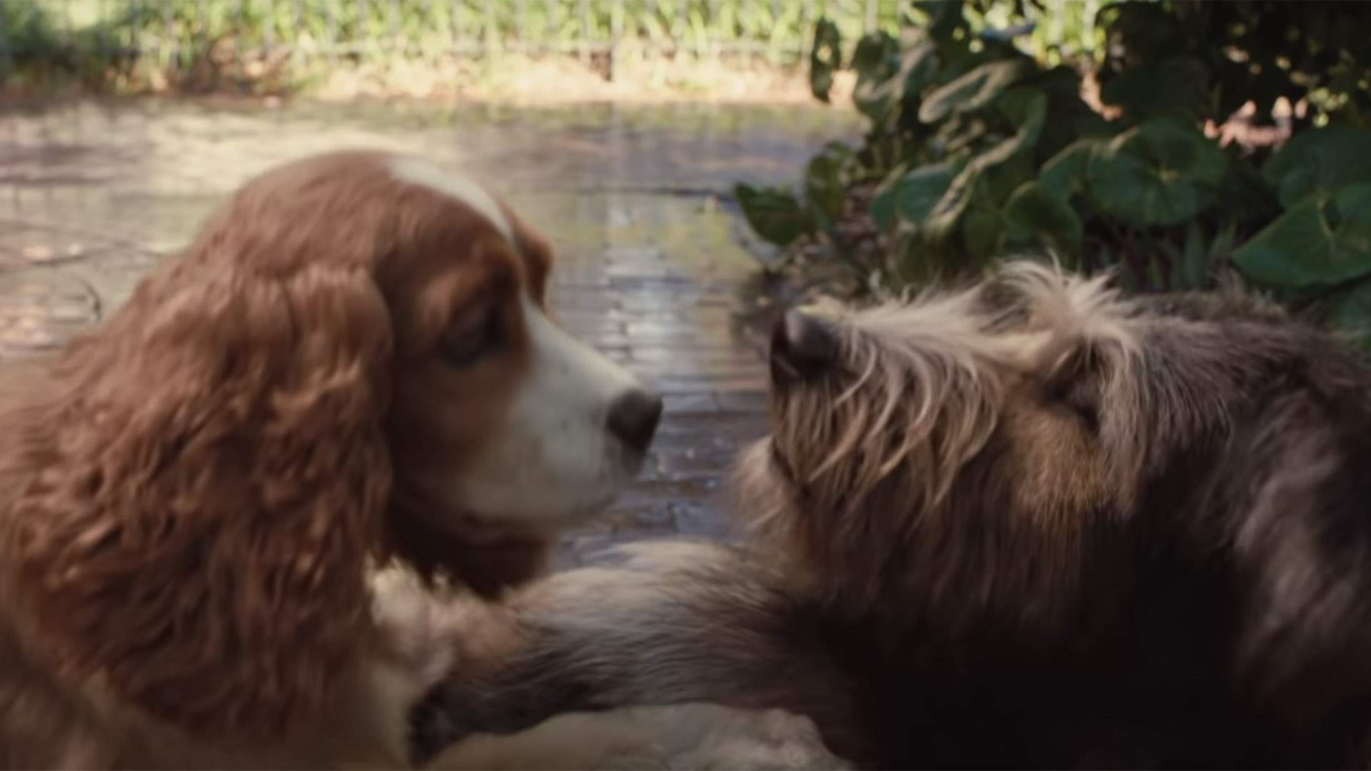 Disney's New Live-Action 'Lady and the Tramp' Trailer Is Here With Even More Adorable Dogs