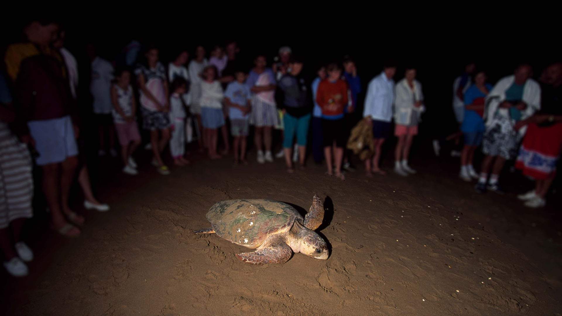 Queensland's Mon Repos Turtle Centre Is Set to Reopen After a $22 Million Redevelopment