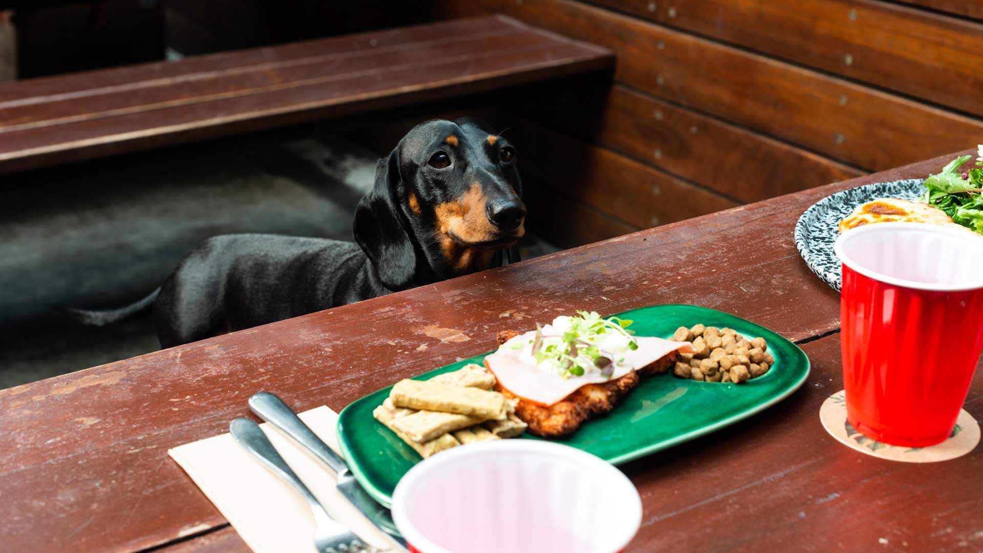 St Kilda's Newmarket Hotel Is Serving Up $5 Parmas for Dogs