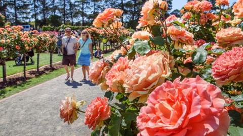 State Rose and Garden Show