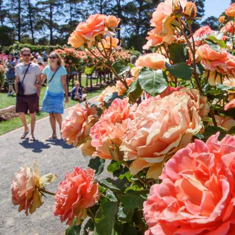 State Rose and Garden Show