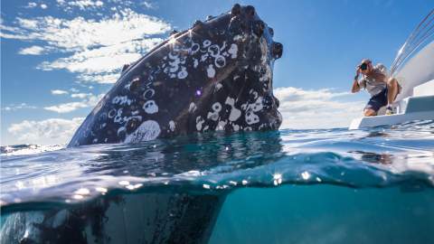 Australia Is Now Home to the World's First Whale Heritage Site