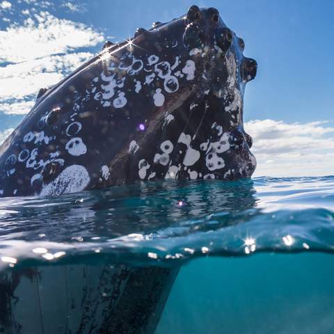 Australia Is Now Home to the World's First Whale Heritage Site