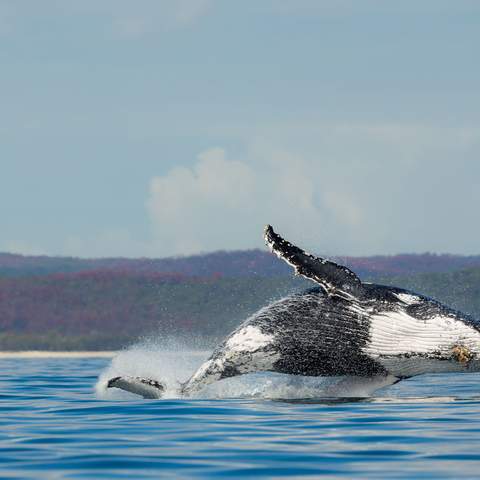 Australia Is Now Home to the World's First Whale Heritage Site