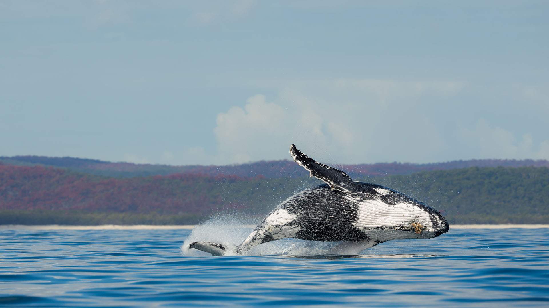 Australia Is Now Home to the World's First Whale Heritage Site
