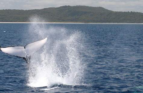 Blue Bay Whale Watching