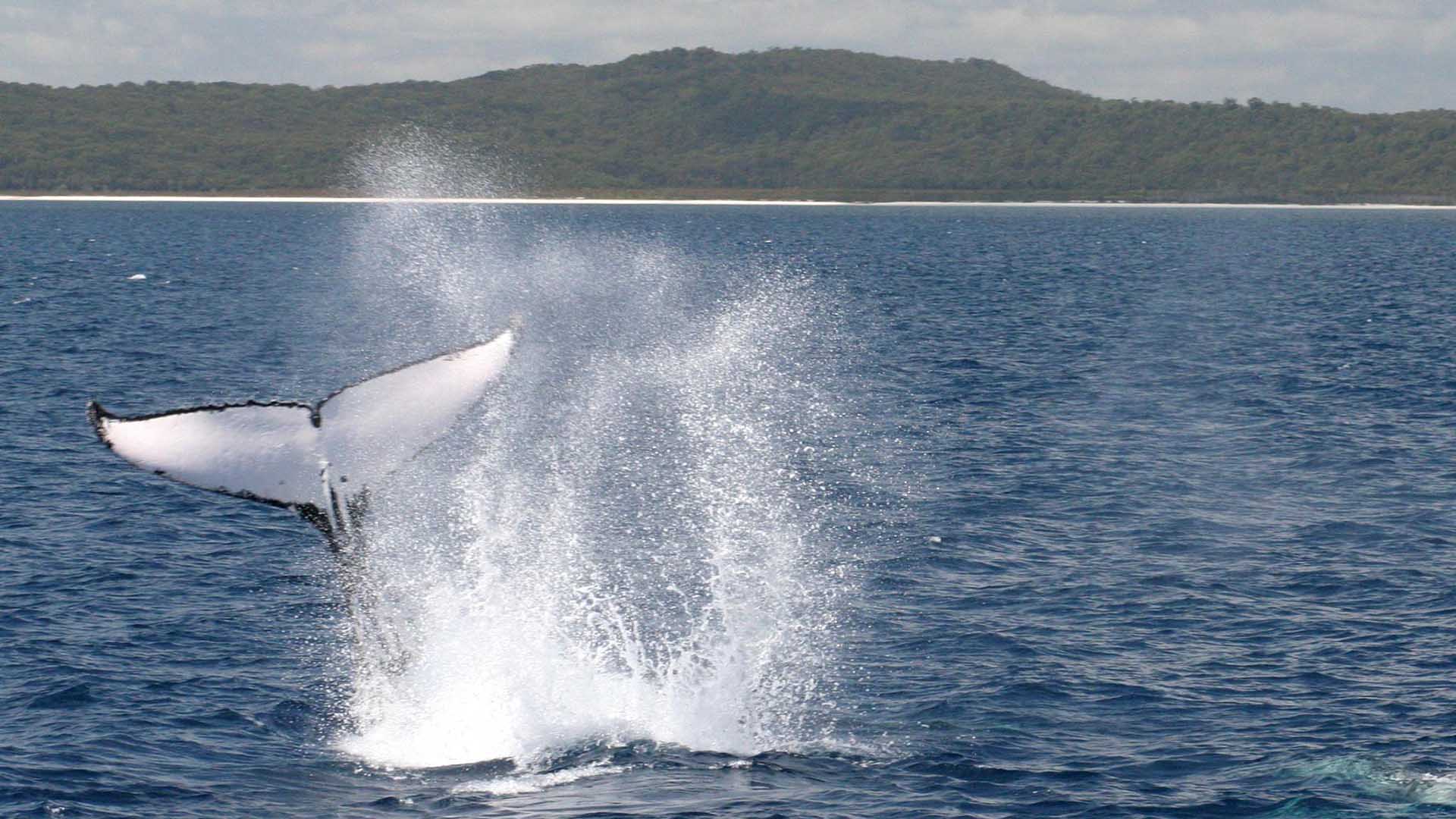 Blue Bay Whale Watching