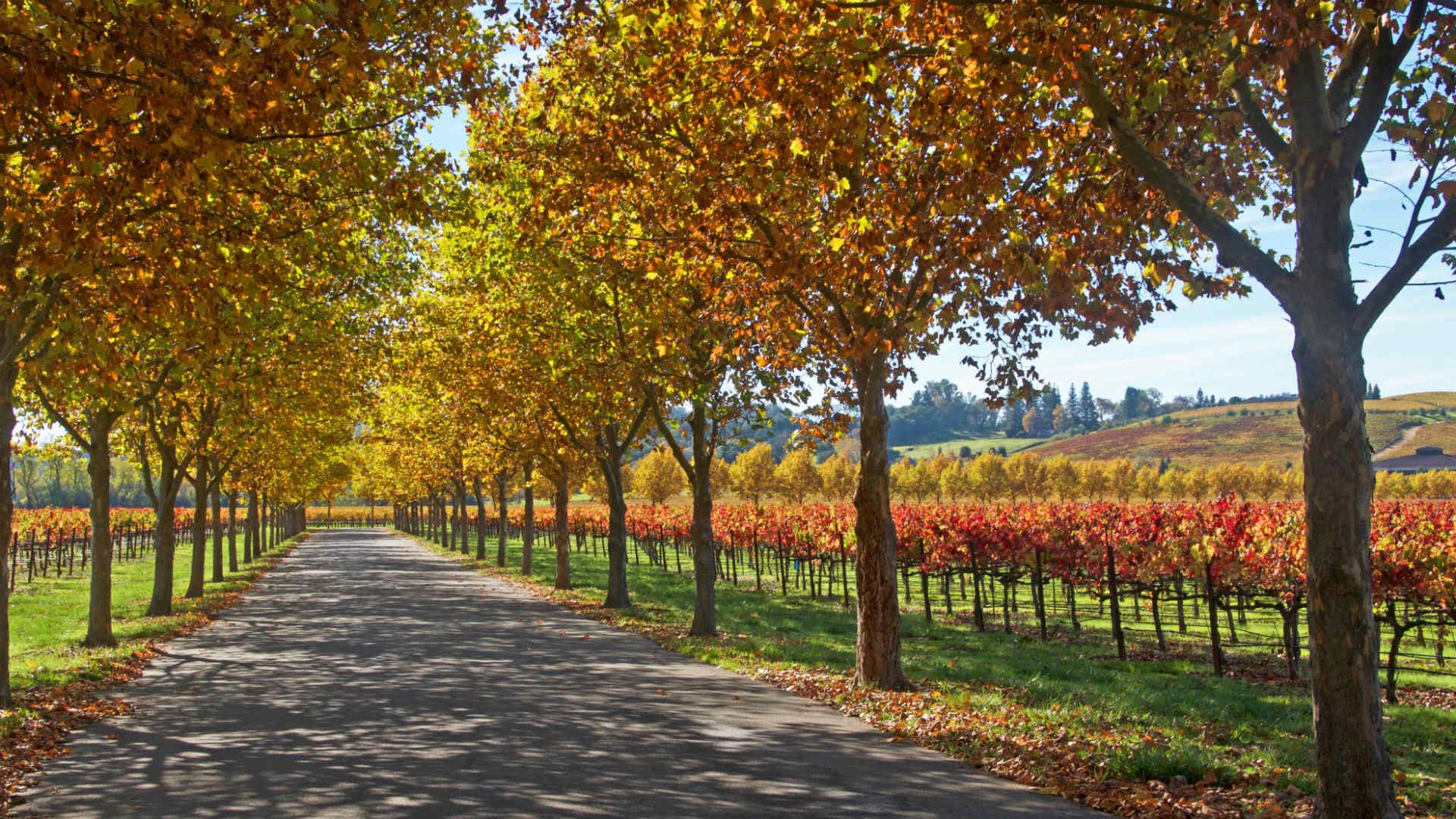 How to Eat and Drink Your Way Around California's Sonoma County