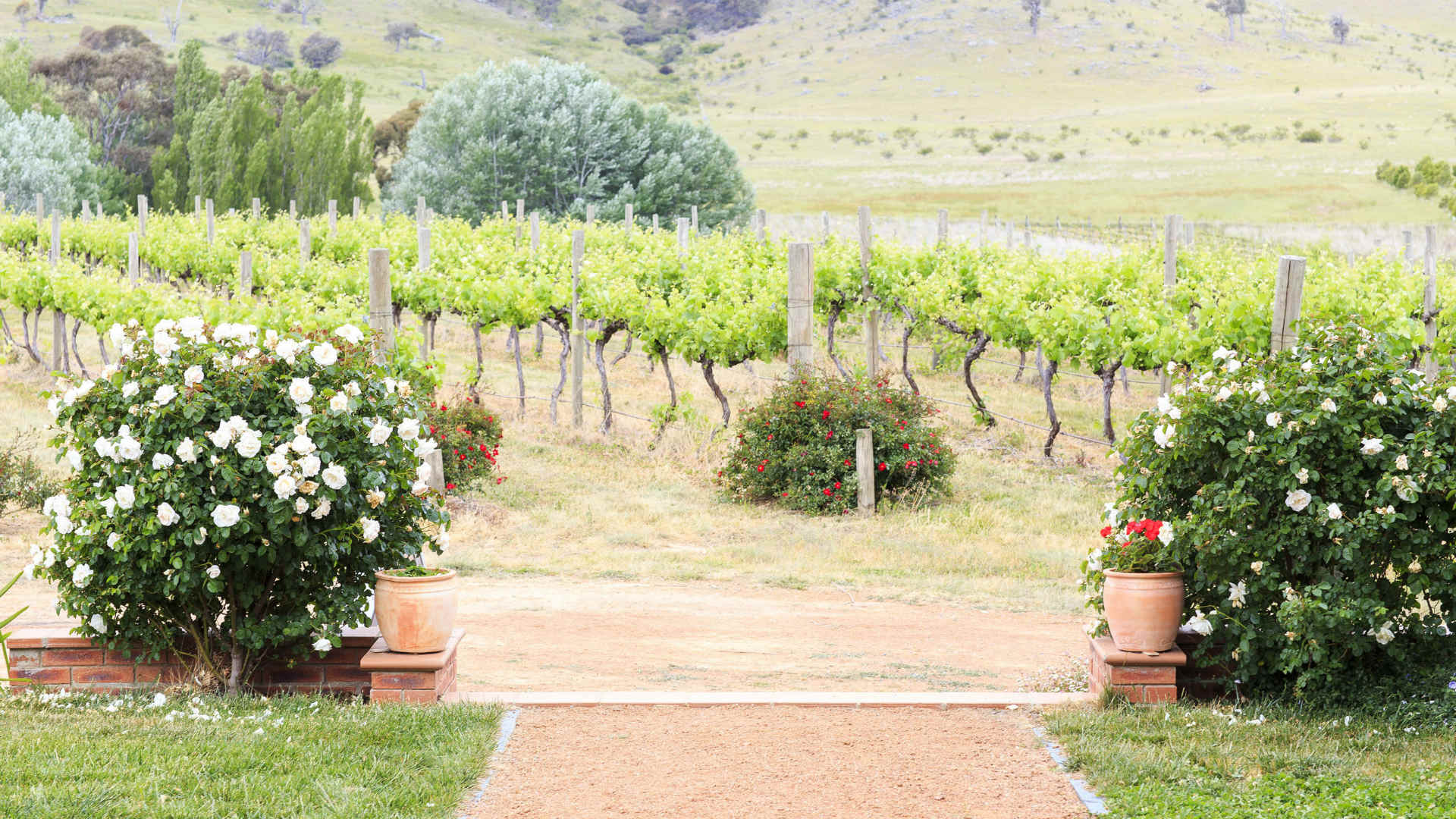 Brindabella Hills Winery, Wallaroo Review