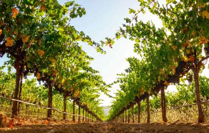 Background image for How to Eat and Drink Your Way Around California's Sonoma County