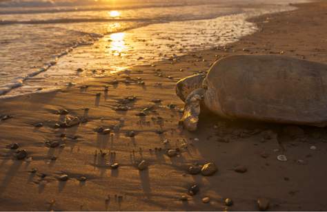 Mon Repos Nightly Turtle Encounter