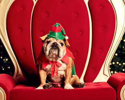 Westfields Across Australia and NZ Are Offering Adorable Photo Shoots with Santa for Your Pets