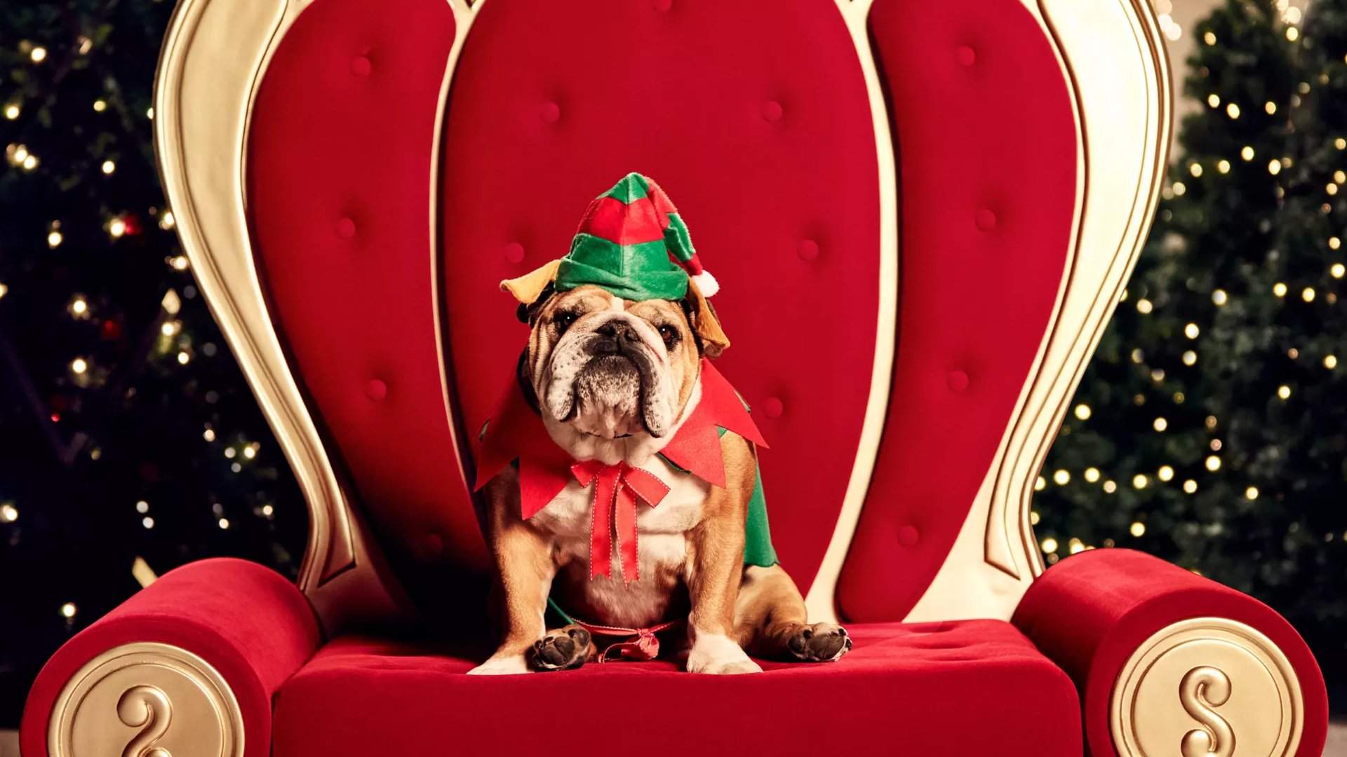 Picture Time: Westfield Is Bringing Back Its Adorable Pet Photo Shoots with Santa This Christmas