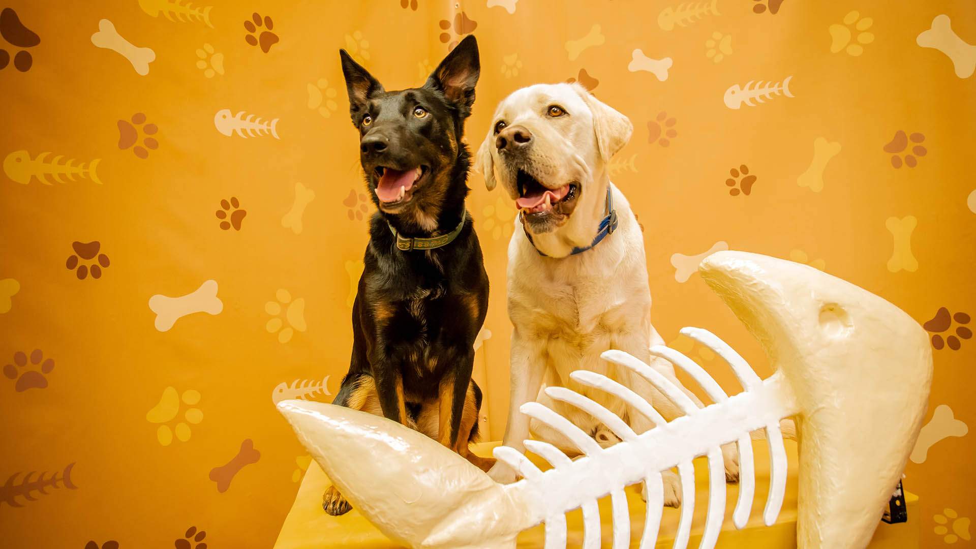 An Extremely Photogenic Pop-Up 'Museum' for Pets Is Coming to Australia