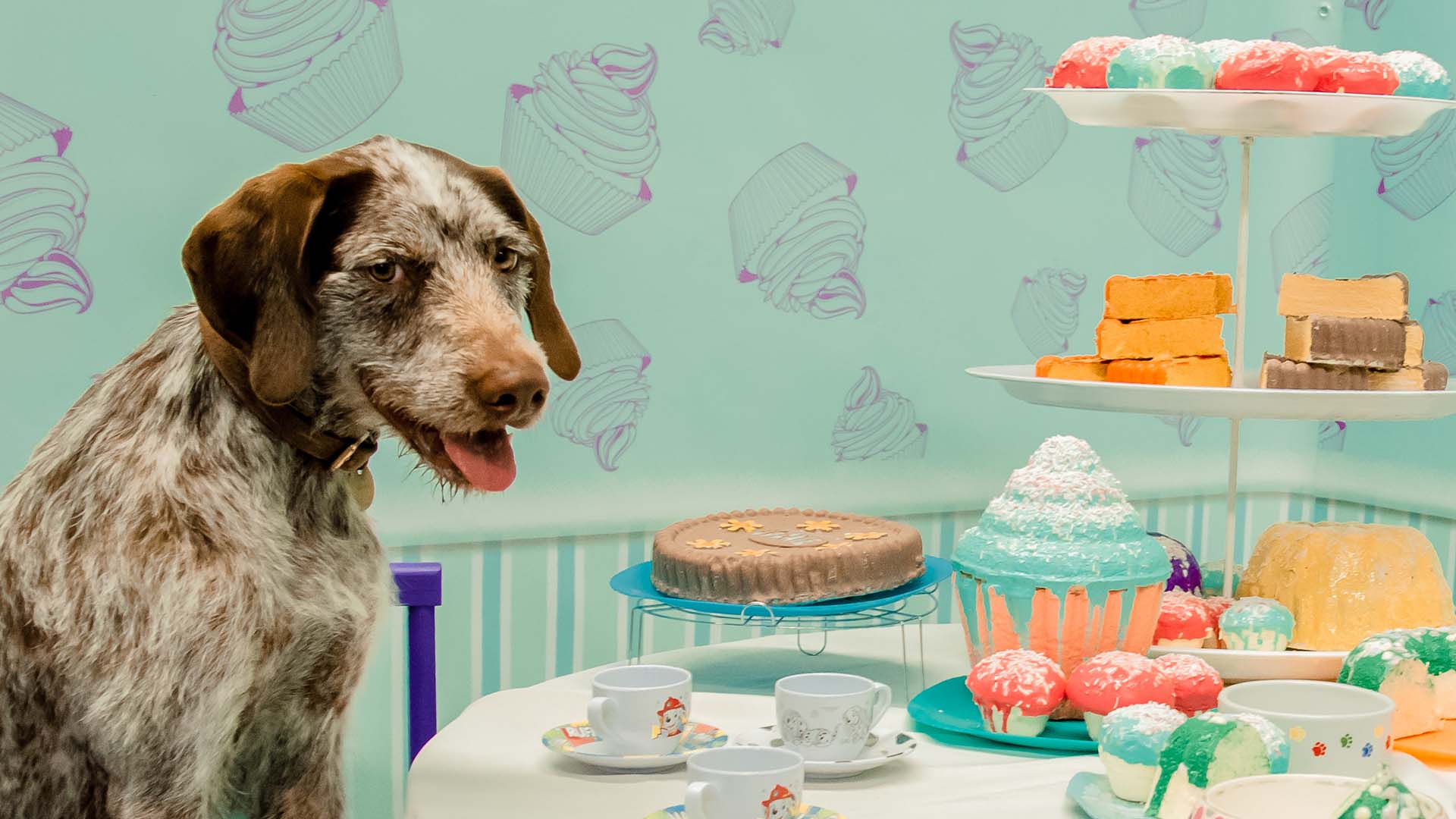 An Extremely Photogenic Pop-Up 'Museum' for Pets Is Coming to Australia