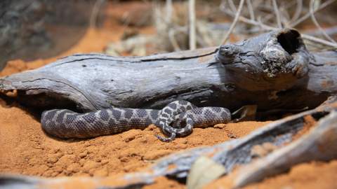 The New Sydney Zoo Will Be Home to Australia's Largest Reptile and Nocturnal Animal House