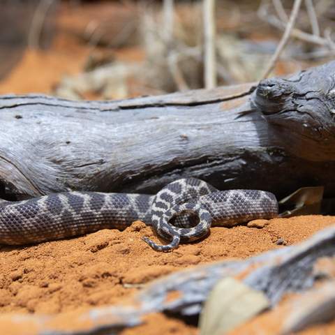 The New Sydney Zoo Will Be Home to Australia's Largest Reptile and Nocturnal Animal House