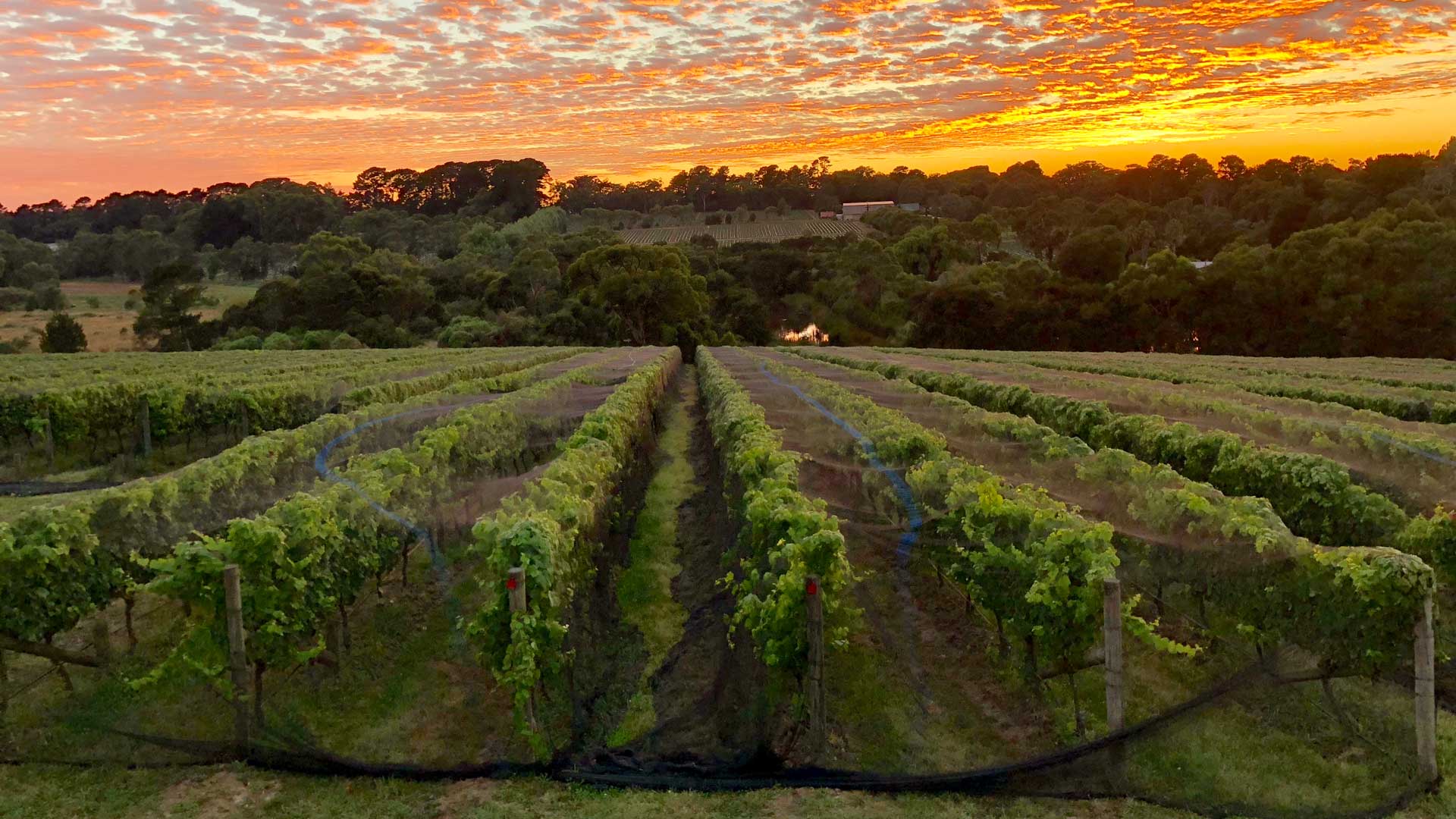 Mornington Peninsula Restaurant Ten Minutes by Tractor Has Reopened Following Last Year's Fire