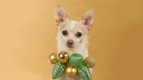 Dog Photog Xmas