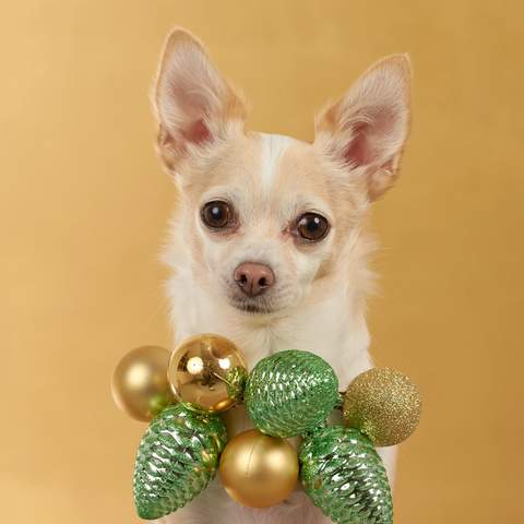 Dog Photog Xmas