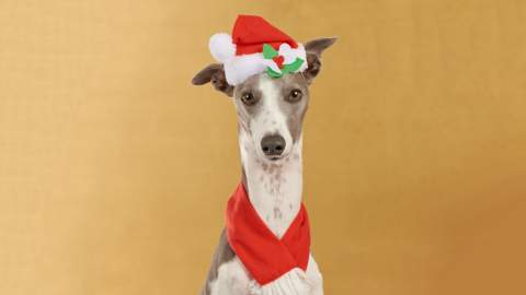 Dog Photog Xmas