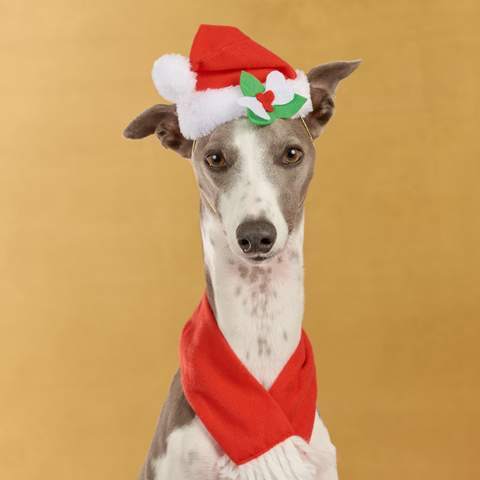 Dog Photog Xmas