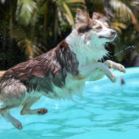 How to Keep Your Pets Happy and Healthy During Scorching Summer Weather