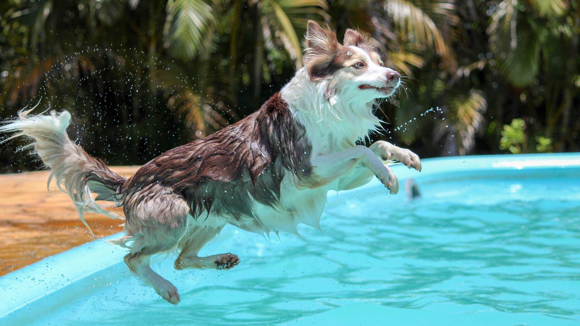 How to Keep Your Pets Happy and Healthy During Scorching Summer Weather