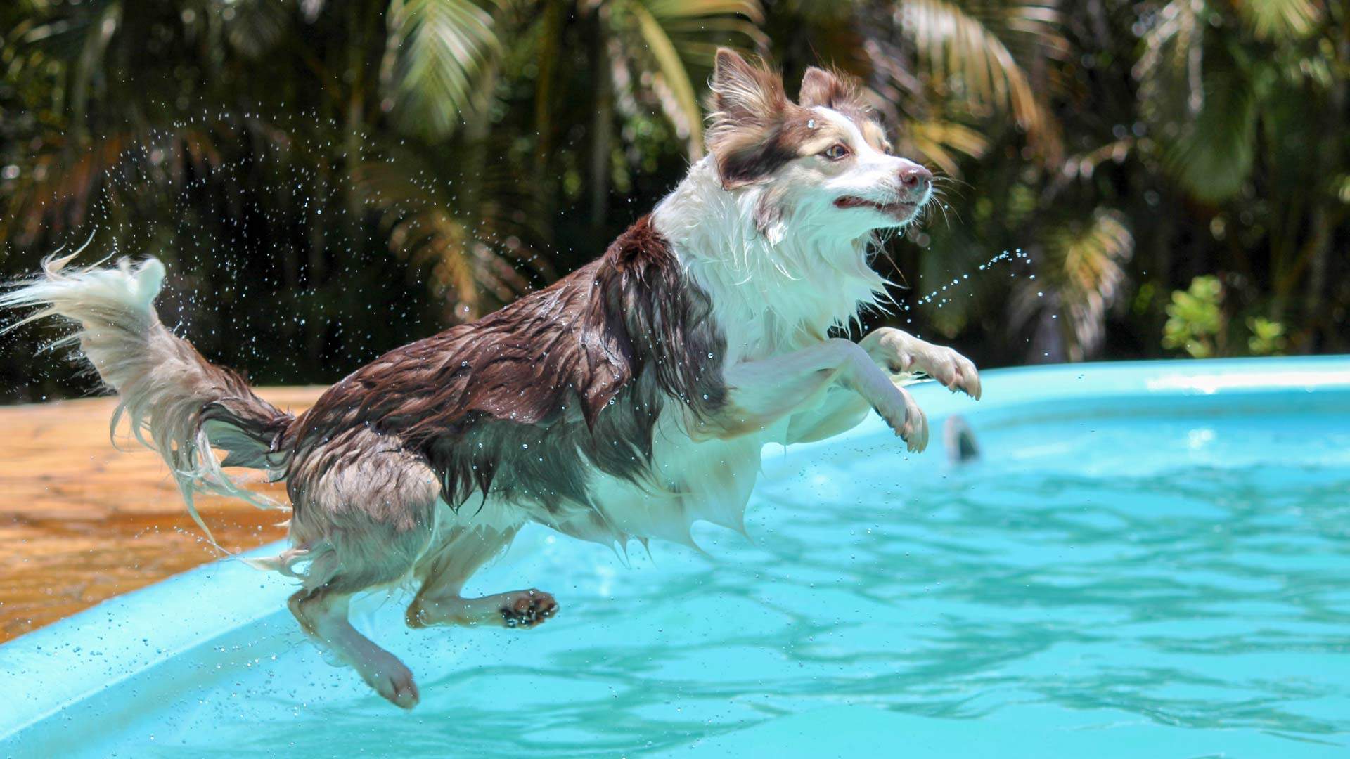 Airbnb-Like Pool-Sharing Service Swimply Has Launched in Australia Just in Time for Summer