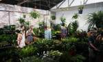 Jungle Collective Virtual Indoor Plant Sale