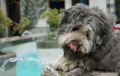 Background image for How to Keep Your Pets Happy and Healthy During Scorching Summer Weather