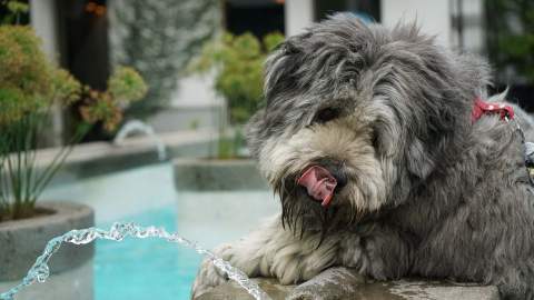 How to Keep Your Pets Happy and Healthy During Scorching Summer Weather