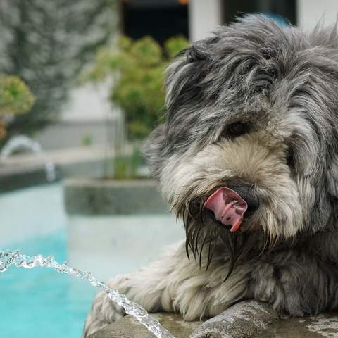 How to Keep Your Pets Happy and Healthy During Scorching Summer Weather