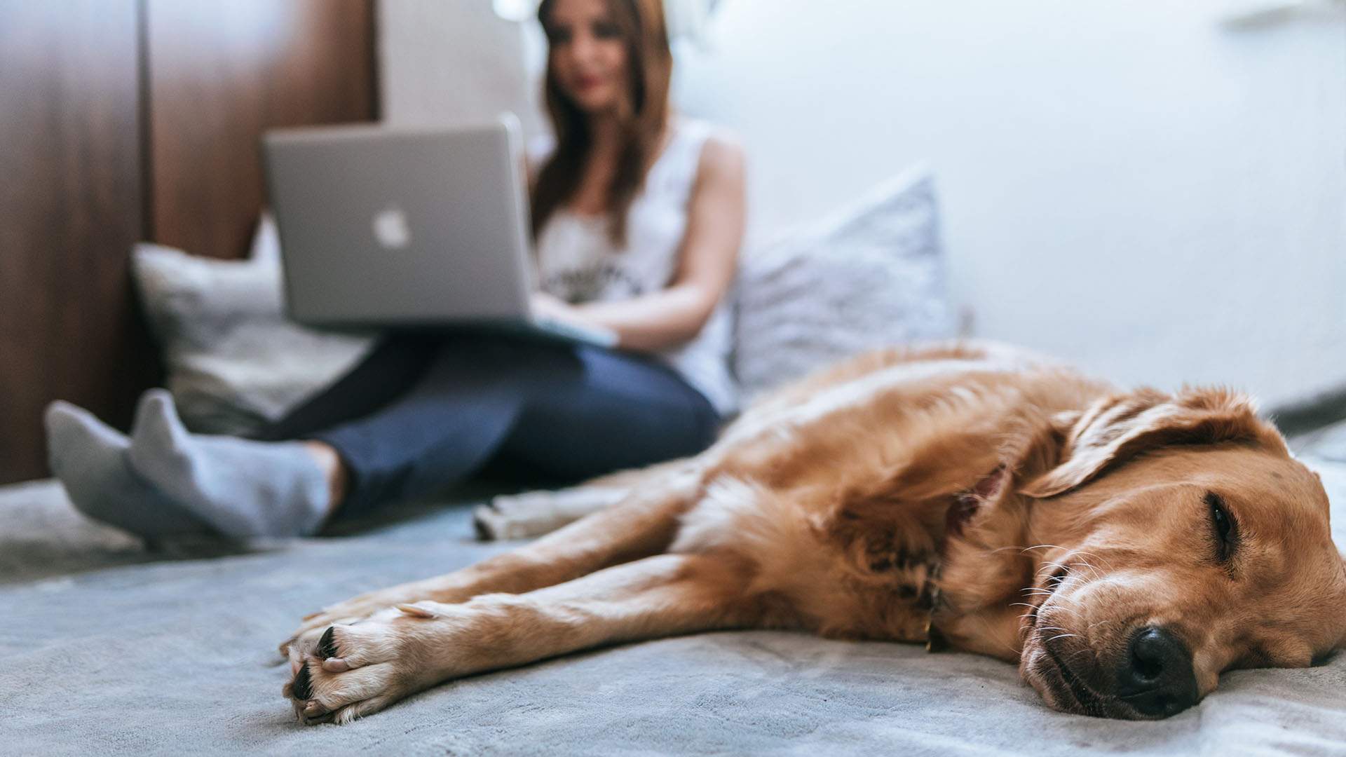 Spotify Is Now Creating Personalised Playlists for Pets