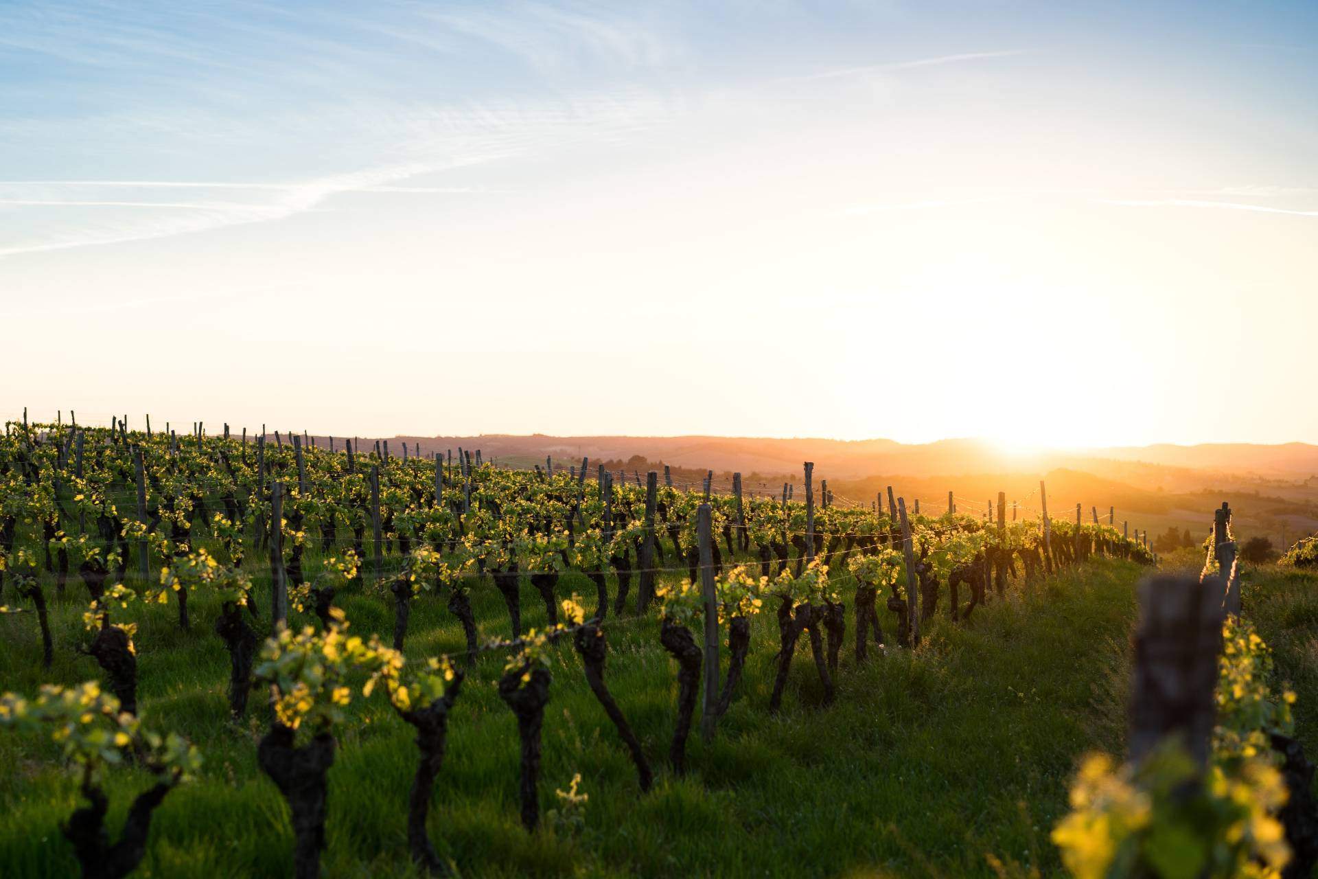 French vineyard and sunset