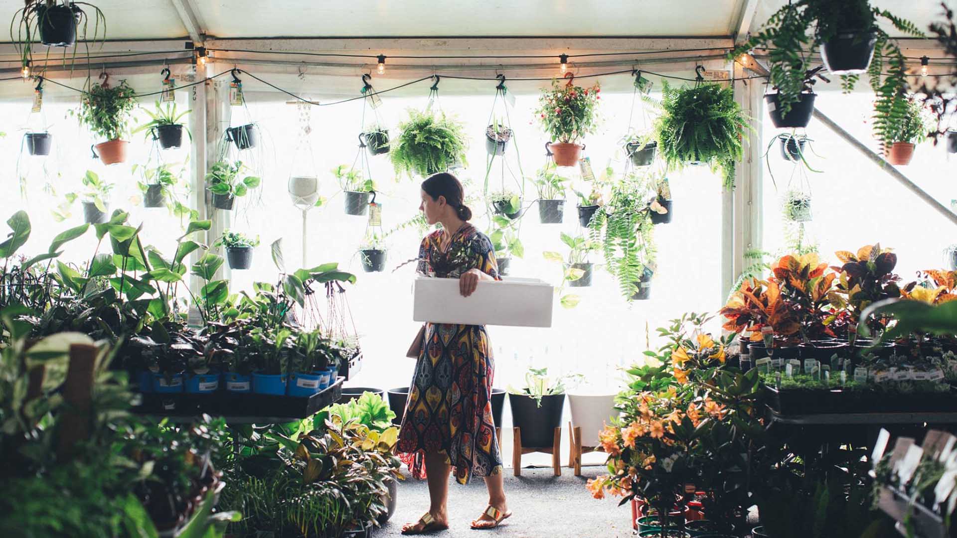 Jungle Collective 'Pet-Friendly Focus' Indoor Plant Warehouse Sale