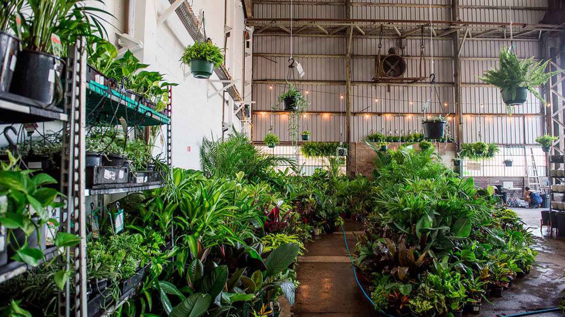 Jungle Collective 'Jungle Plant Party' Indoor Plant Warehouse Sale