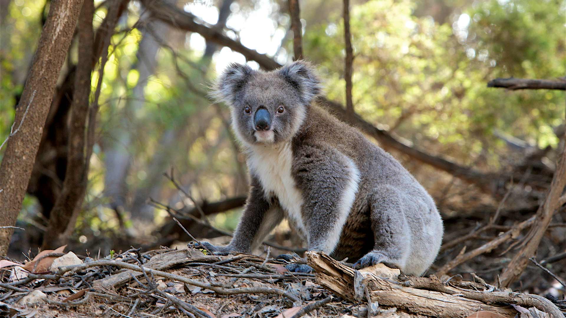 Melbourne Events Raising Money for Bushfire-Affected Communities and Volunteers