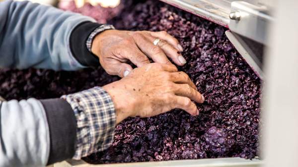 Man's hands with red wine grapes in production