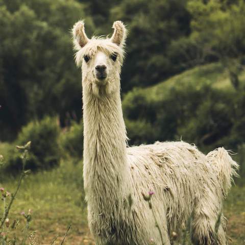 You Can Hang Out with Llamas and Goats in Your Next Video Meeting Thanks to Sweet Farm