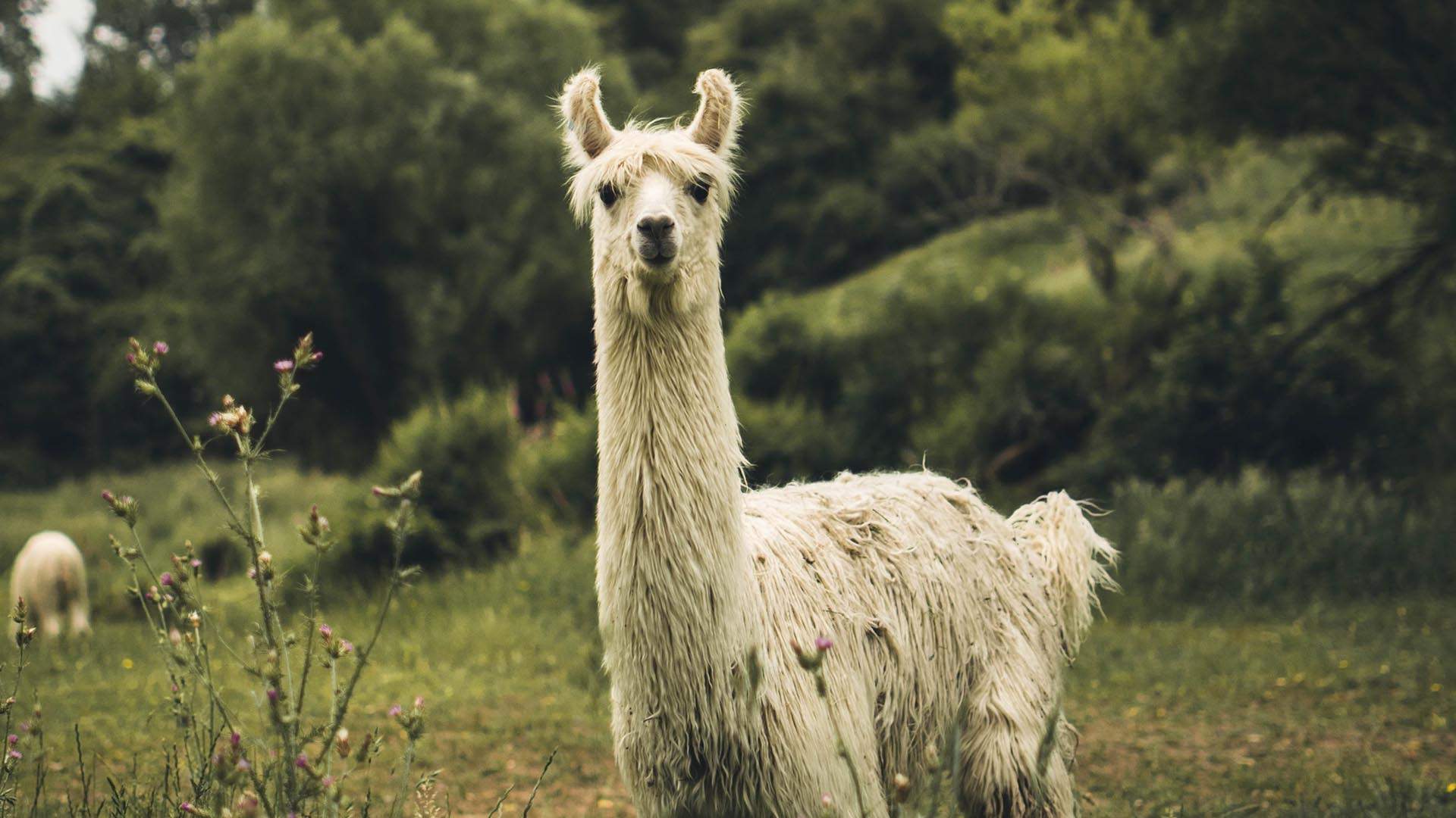 You Can Hang Out with Llamas and Goats in Your Next Video Meeting Thanks to Sweet Farm