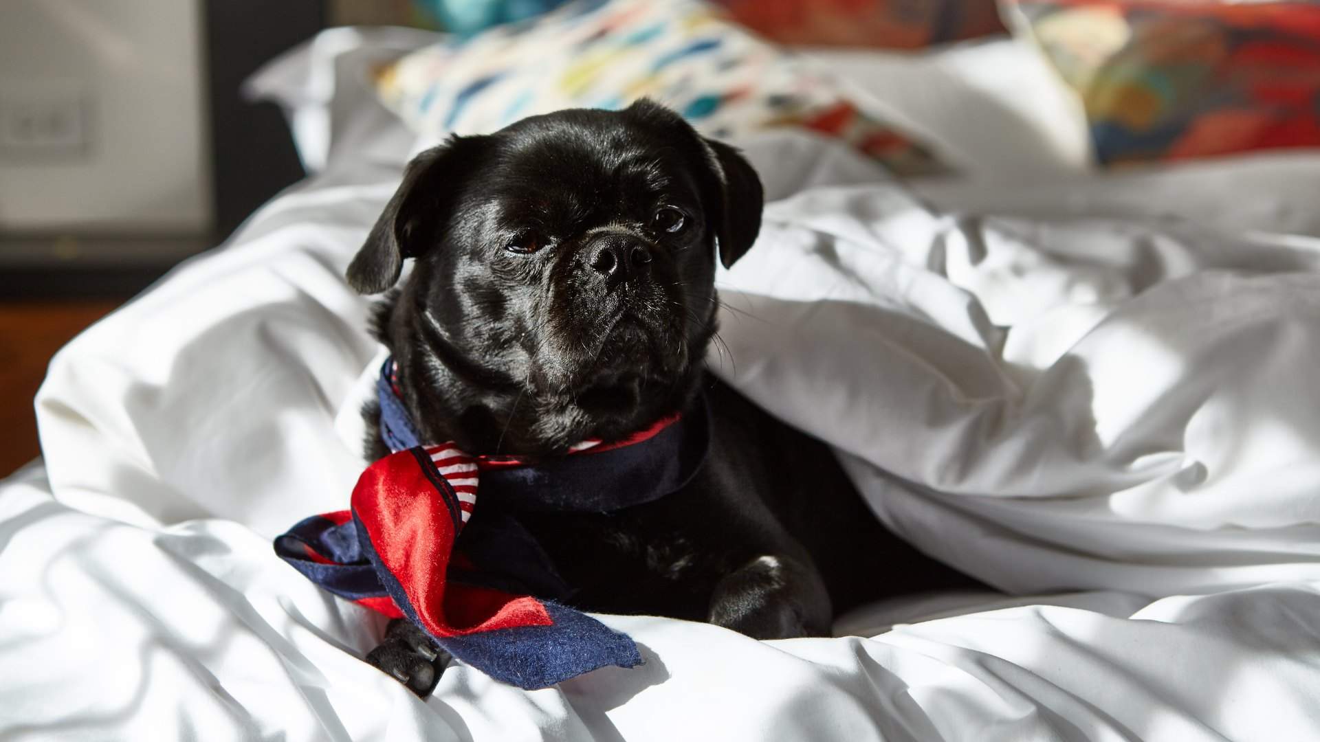 Sydney's Old Clare Hotel Now Has Pet-Friendly Suites Complete with 24-Hour Room Service