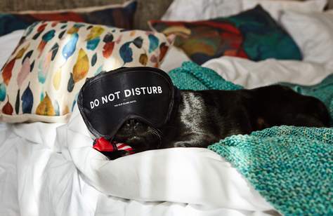 Sydney's Old Clare Hotel Now Has Pet-Friendly Suites Complete with 24-Hour Room Service